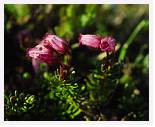Phylloce caerula * Blue Mountain Heath - Trollheimen - July 1989 * 3763 x 3044 * (2.65MB)